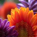Vibrant flowers being transported in a chilled environment
